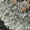 Lecanora muralis